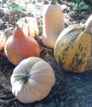 Comment récupérer les graines de courges pour vos semis ? Comment reproduire ses graines de courges