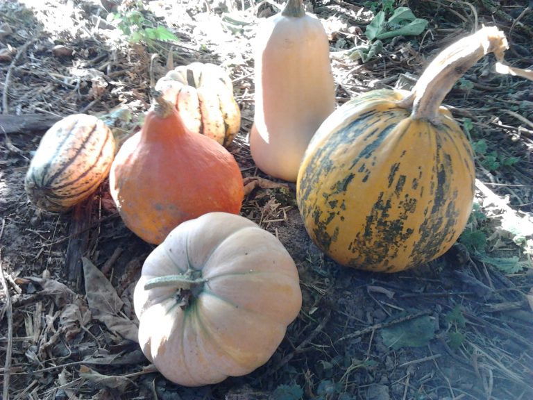 Comment reproduire ses graines de courges