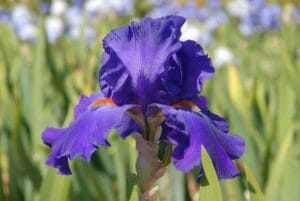 En septembre, planter des iris au jardin