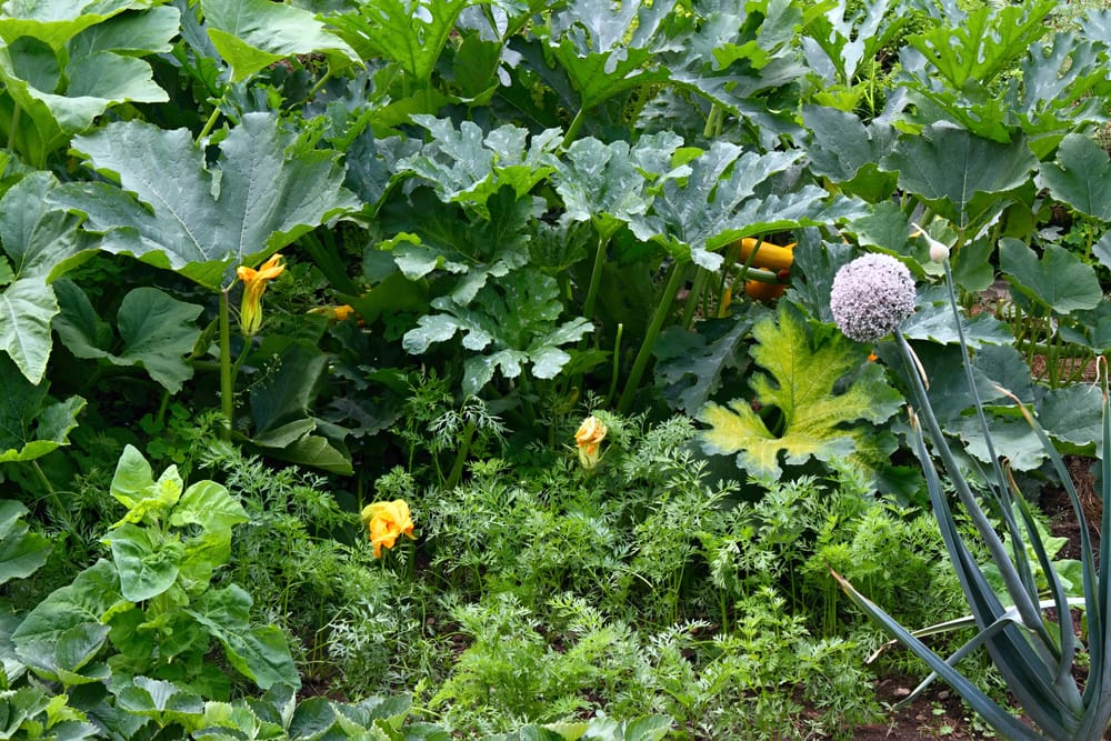 semer, planter, récolter en septembre au jardin en permaculture