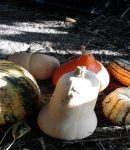 Que semer et planter en septembre au jardin ? Que semer et planter en septembre au potager ?