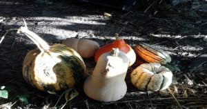 Que semer et planter en septembre au potager ?