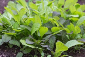 Semis engrais vert de moutarde en septembre au potager bio