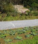 Que semer et planter en octobre au jardin ? Que semer et planter en octobre au potager