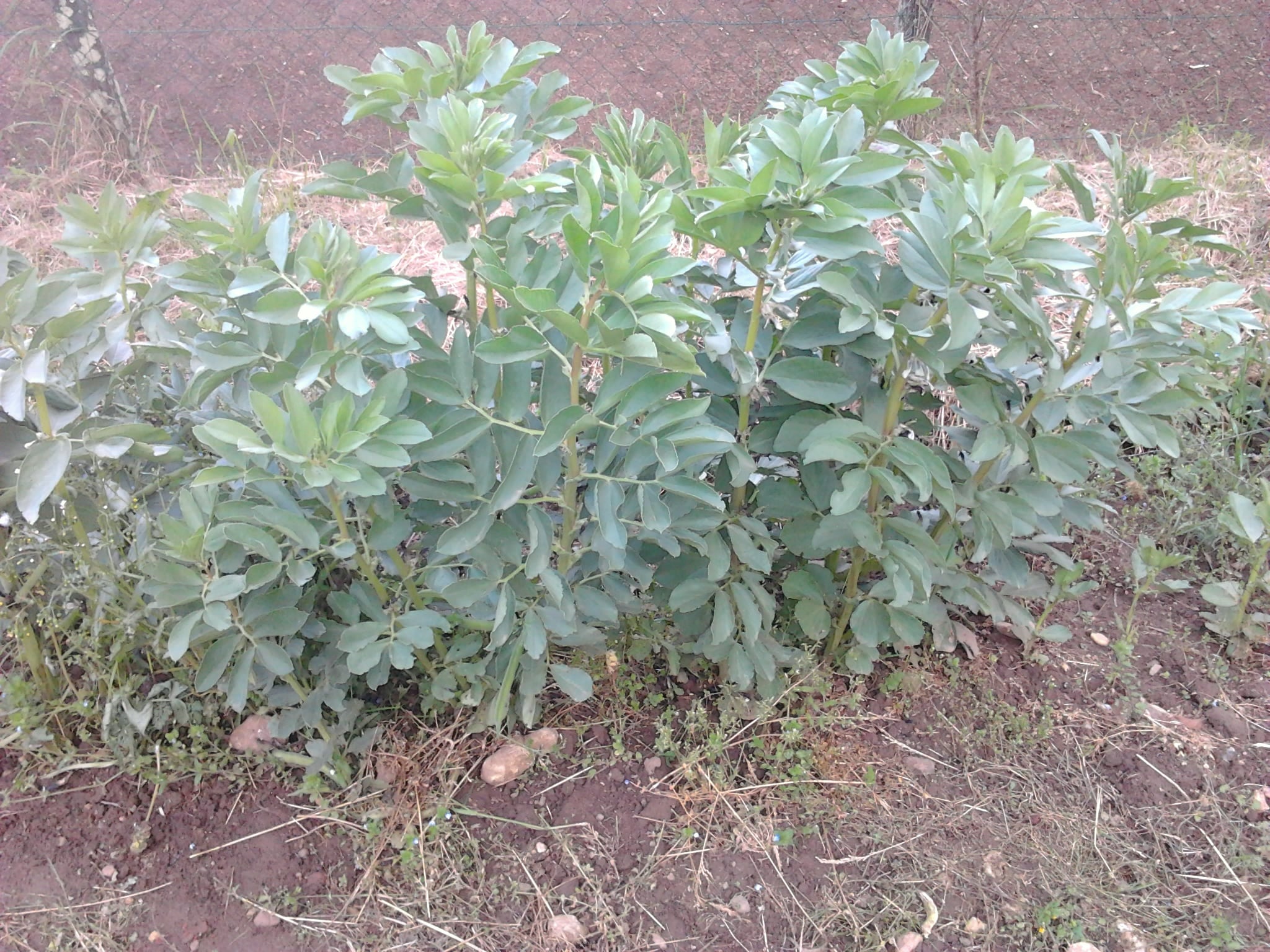 Comment cultiver et planter des fèves ? - Planète Agrobio