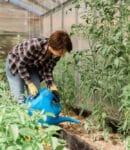 Comment arroser son jardin : fréquence, quantité et bons gestes Comment arroser les légumes et fruits au jardin potager