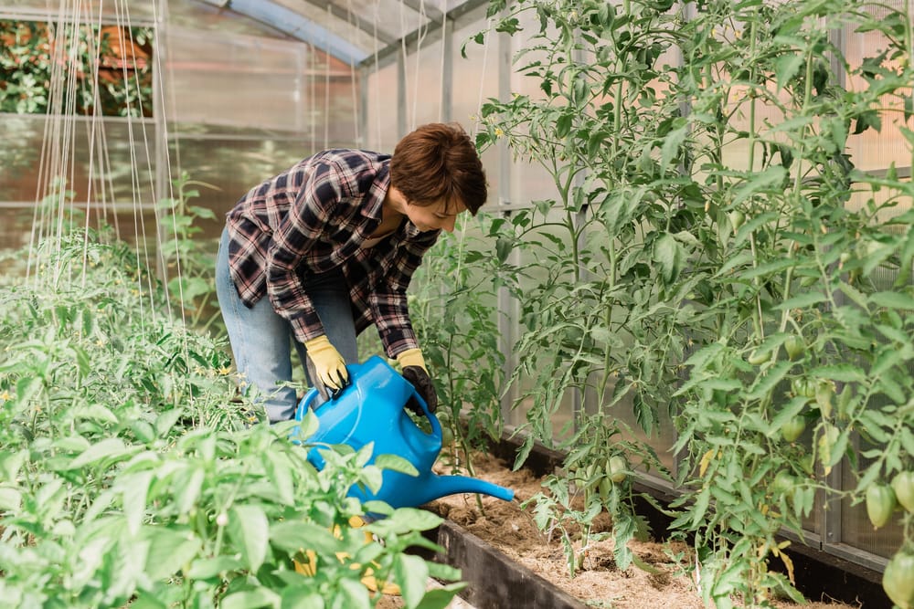 Comment arroser les légumes et fruits au jardin potager