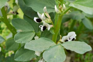 Pincer les fèves au-dessus du 6em niveau de fleurs permet de limiter les invasions de pucerons