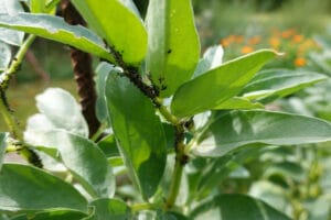 Infestation de pucerons sur fèves
