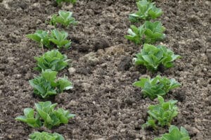 Culture de fèves désherbée