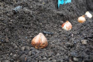planter bulbes jonquilles automne