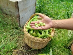 Récolte de fèves au potager bio