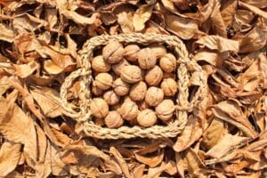 Récolte de noix au mois d'octobre