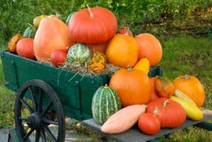 Récoltes de courges au mois d'octobre