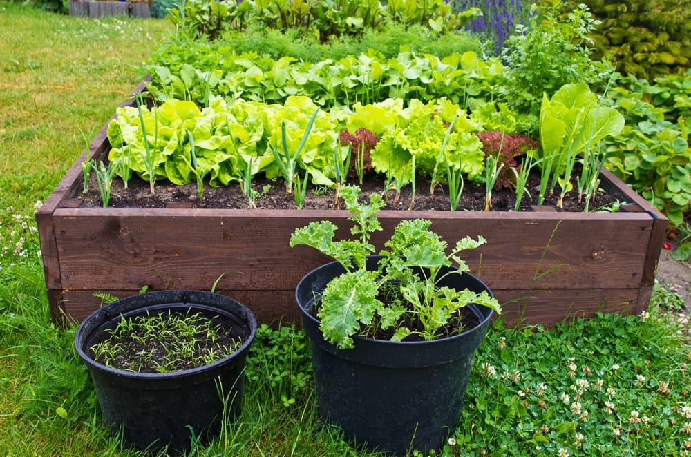 Que semer et planter en octobre au potager