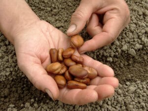 Semis en ligne fèves jardin permaculture