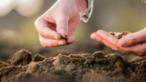 Semis de fèves en octobre