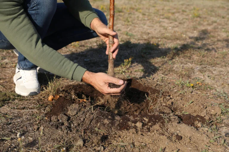 Comment planter un arbre fruitier : guide pratique