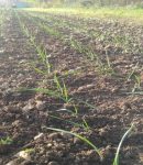 Que semer et planter en novembre au jardin ? Quoi semer et planter en novembre au potager ?