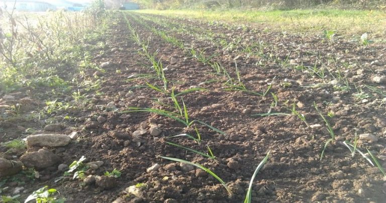 Quoi semer et planter en novembre au potager ?