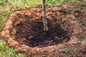Quand planter les arbres fruitiers ?