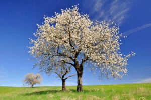 La plantation d'un cerisier requiert un certain espace