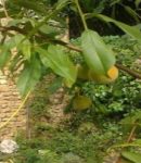 Comment planter un arbre fruitier ? comment planter un arbre fruitier