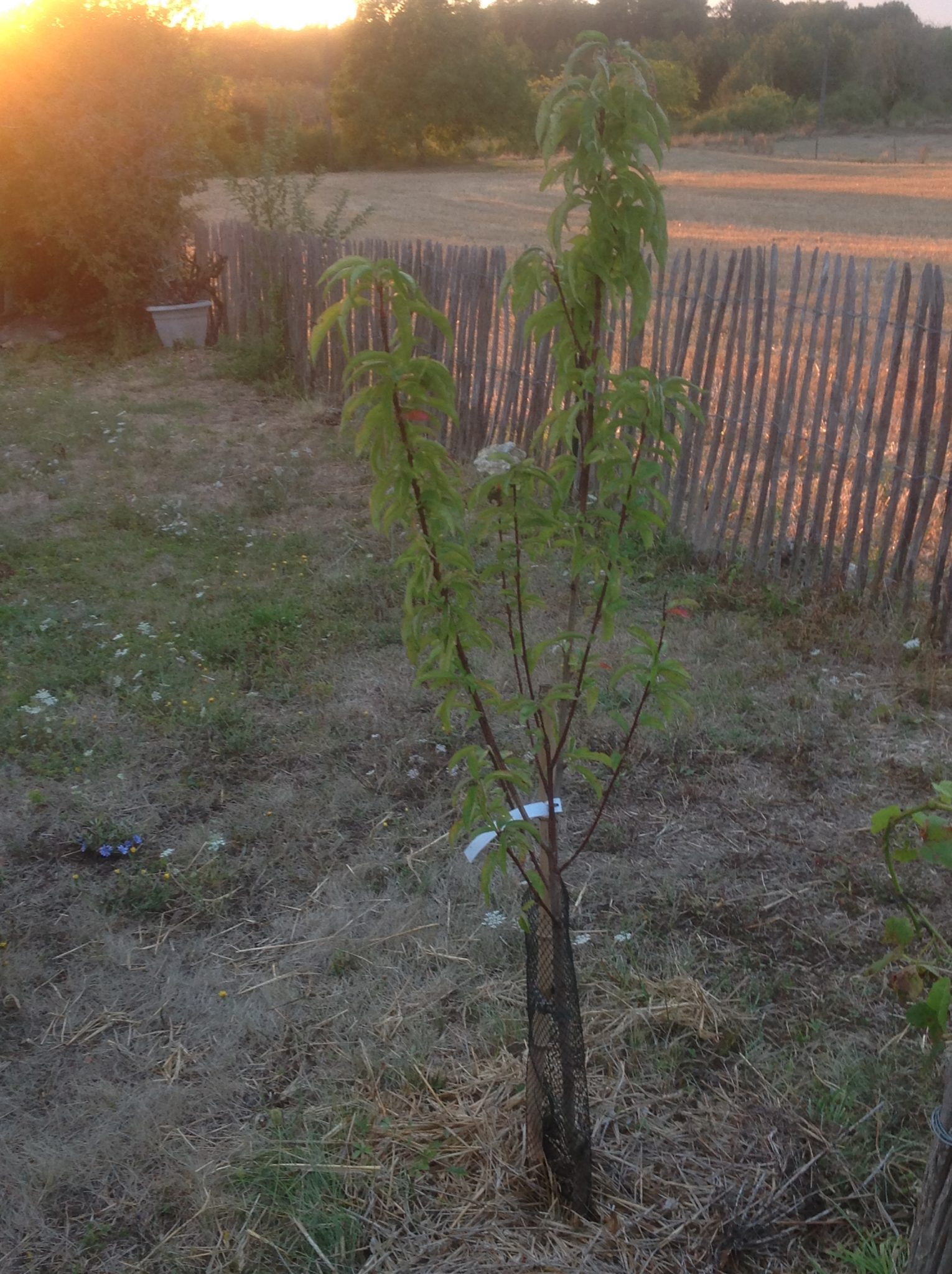 Comment Planter Un Arbre Fruitier Comment Planter Un Arbre Fruitier