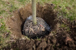 Comment planter un arbre fruitier en motte