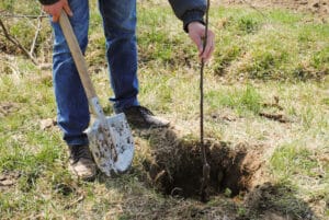 Plantation d'un arbre fruitier dans un verger bio