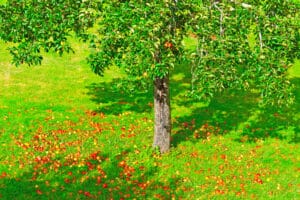 Un arbre fruitier a besoin de place pour se développer