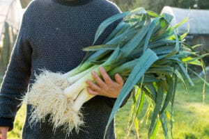 Récolte de poireaux en hiver au potager bio