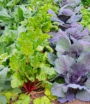 Que semer et planter en novembre au potager, au verger et au jardin d’ornement ? semer-planter-potager-novembre