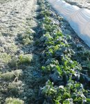 Que semer et planter en décembre au jardin ? Que semer et planter en décembre au potager ?