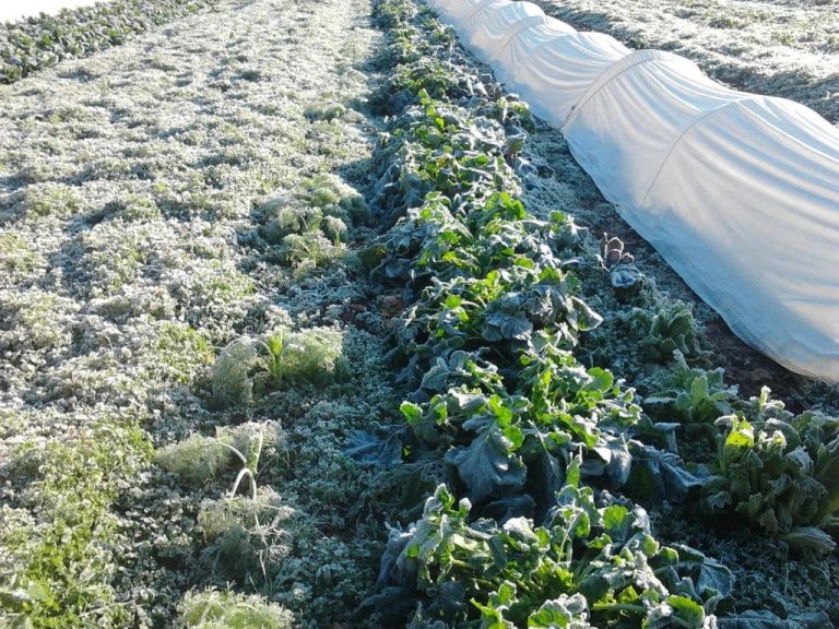 Que semer et planter en décembre au potager ?