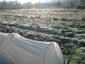 Belle journée hivernale semer et planter en janvier au potager ?