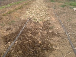 compost-et-brf du compost est épandu préalablement au BRF