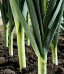 Culture de poireau au potager biologique