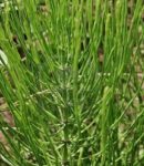 La Prêle Protège vos Cultures la prêle des champs est utile pour préserver les plantules de la fonte des semis