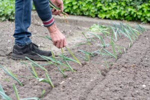 Plantation de poireaux