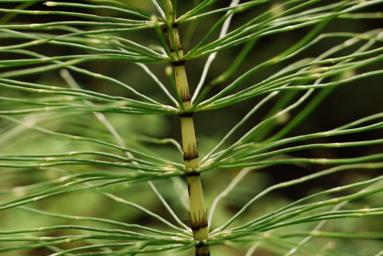 La décoction ou le purin de prêle des champs (Equisetum arvense) renforce les défenses des plantes contre les maladies cryptogamiques.