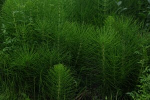 Prêle des champs utilisée pour préparer purin et décoction contre le mildiou et l’oïdium