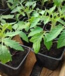 Semis de légumes en pépinière : espèces, matériel, gestes clés réussir semis légumes en pépinière