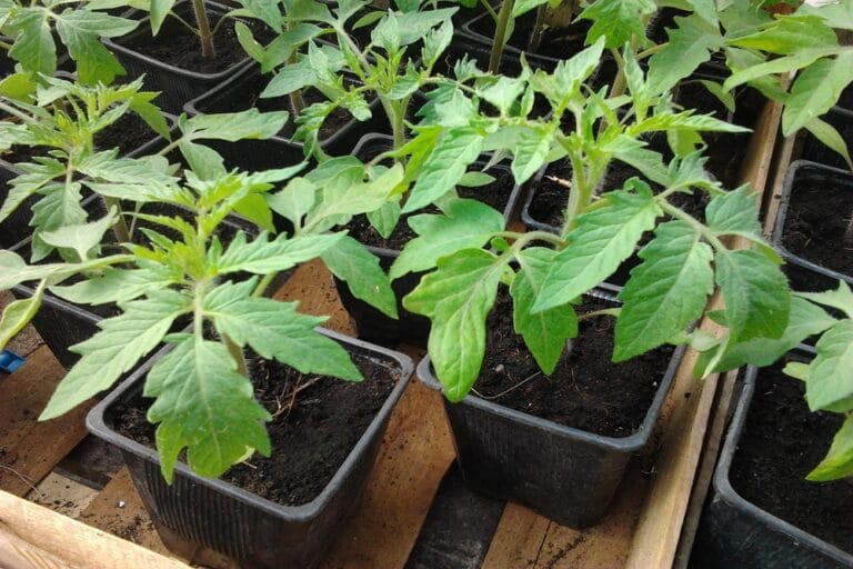 réussir semis légumes en pépinière