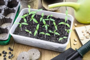 Semis de tomates en pépinière, au chaud, en janvier