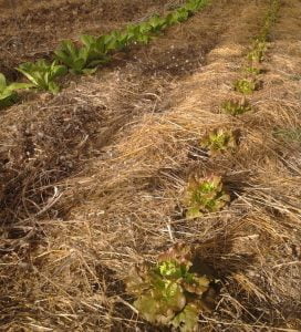 salades-printemps-serre