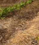 Que semer et planter en février au jardin ? Que semer et planter en février au potager ?