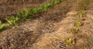 Que semer et planter en février au potager ?