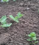 La culture de petits pois Culture de petits pois en permaculture
