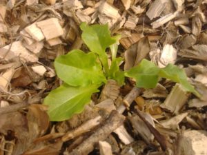 Laitue Feuilles de Chêne dans BRF